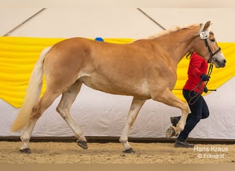 Haflinger Mix, Mare, 4 years, 15 hh, Chestnut-Red