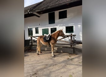Haflinger Mix, Mare, 4 years, 15 hh, Chestnut-Red