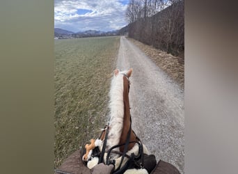 Haflinger Mix, Mare, 4 years, 15 hh, Chestnut-Red