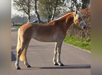 Haflinger, Mare, 4 years, 15 hh, Palomino