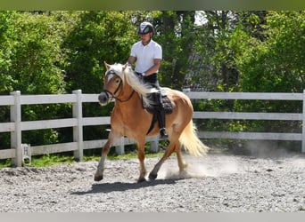 Haflinger, Mare, 4 years, Chestnut-Red