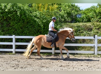 Haflinger, Mare, 4 years, Chestnut-Red