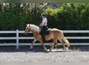 Haflinger, Mare, 4 years, Chestnut-Red