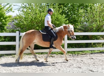 Haflinger, Mare, 4 years, Chestnut-Red