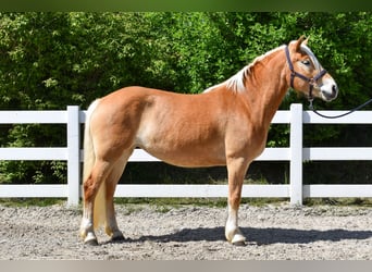 Haflinger, Mare, 4 years, Chestnut-Red