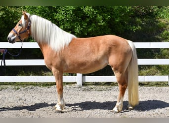 Haflinger, Mare, 4 years, Chestnut-Red