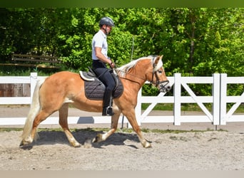 Haflinger, Mare, 4 years, Chestnut-Red