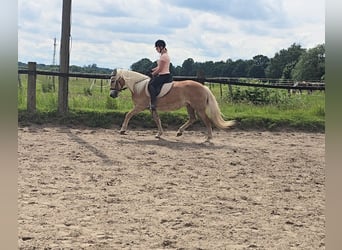 Haflinger, Mare, 5 years, 13.3 hh, Chestnut-Red