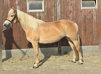 Haflinger, Mare, 5 years, 13.3 hh, Chestnut-Red