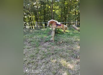 Haflinger, Mare, 5 years, 13,2 hh, Chestnut-Red