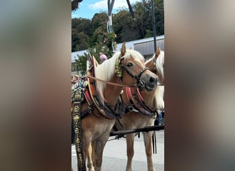 Haflinger, Mare, 5 years, 14,1 hh, Chestnut-Red