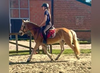 Haflinger, Mare, 5 years, 14.1 hh, Chestnut-Red