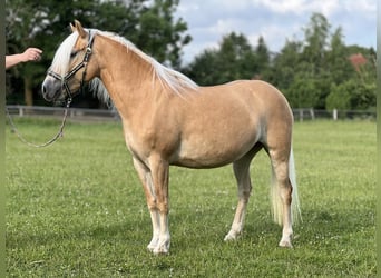 Haflinger, Mare, 5 years, 14.1 hh, Chestnut-Red