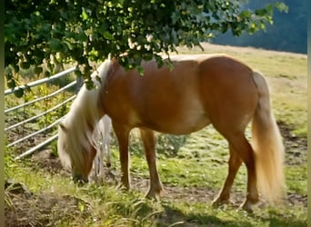 Haflinger, Mare, 5 years, 14,1 hh, Chestnut-Red