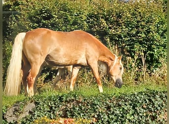 Haflinger, Mare, 5 years, 14,1 hh, Chestnut-Red