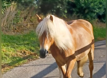 Haflinger, Mare, 5 years, 14,1 hh, Chestnut-Red