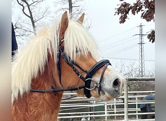Haflinger, Mare, 5 years, 14.1 hh, Chestnut-Red