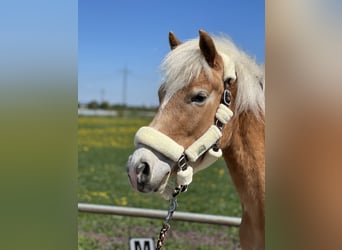 Haflinger, Mare, 5 years, 14.1 hh