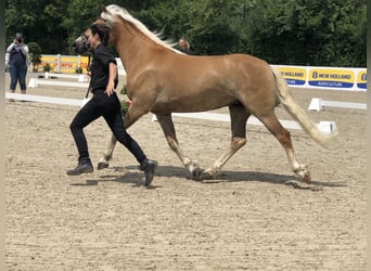 Haflinger, Mare, 5 years, 14.2 hh, Chestnut-Red