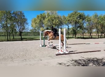 Haflinger Mix, Mare, 5 years, 14.2 hh, Chestnut-Red