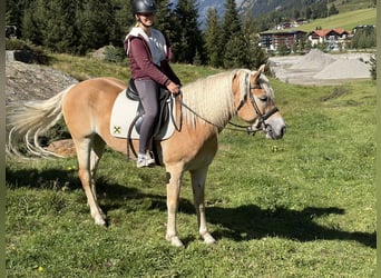 Haflinger, Mare, 5 years, 14.2 hh, Chestnut-Red