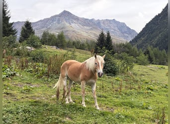 Haflinger, Mare, 5 years, 14.2 hh, Chestnut-Red