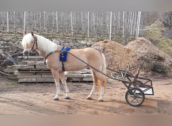 Haflinger, Mare, 5 years, 14,3 hh, Chestnut-Red