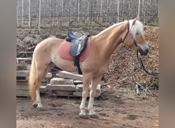 Haflinger, Mare, 5 years, 14,3 hh, Chestnut-Red