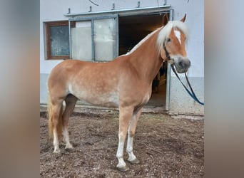 Haflinger, Mare, 5 years, 14,3 hh, Chestnut-Red