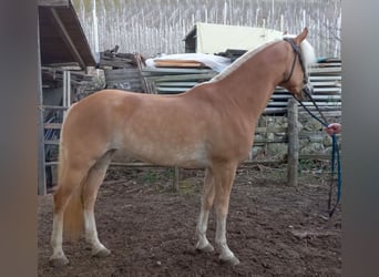 Haflinger, Mare, 5 years, 14.3 hh, Chestnut-Red