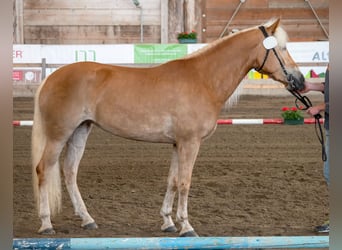Haflinger, Mare, 5 years, 14.3 hh, Chestnut-Red