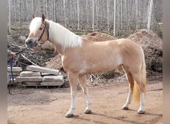 Haflinger, Mare, 5 years, 14.3 hh, Chestnut-Red