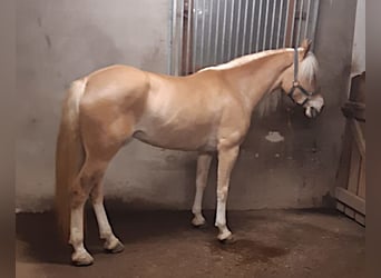 Haflinger, Mare, 5 years, 14.3 hh, Chestnut-Red