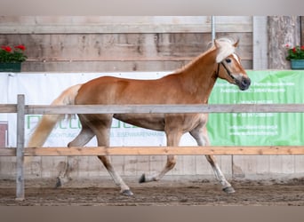 Haflinger, Mare, 5 years, 14.3 hh, Chestnut-Red