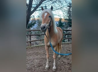 Haflinger, Mare, 5 years, 14.3 hh, Chestnut-Red
