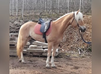 Haflinger, Mare, 5 years, 14.3 hh, Chestnut-Red