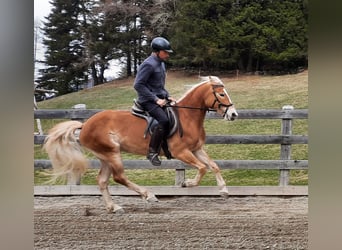 Haflinger, Mare, 5 years, 14.3 hh, Chestnut-Red