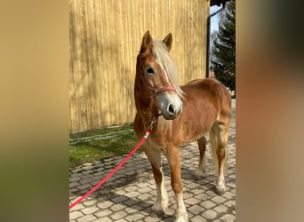 Haflinger, Mare, 5 years, 14.3 hh, Chestnut-Red