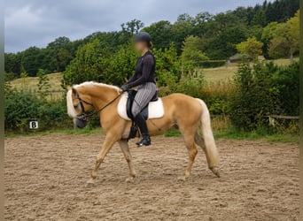 Haflinger, Mare, 5 years, 14 hh