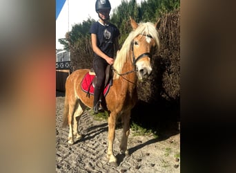 Haflinger, Mare, 5 years, 14,1 hh, Chestnut-Red