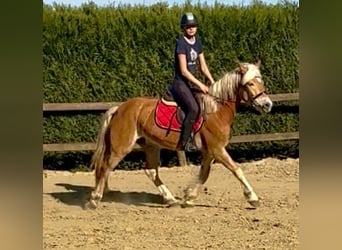 Haflinger, Mare, 5 years, 14,1 hh, Chestnut-Red