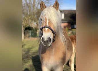 Haflinger, Mare, 5 years, 14,1 hh, Chestnut-Red