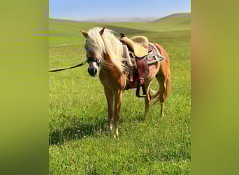 Haflinger, Mare, 5 years, 14,2 hh, Chestnut-Red