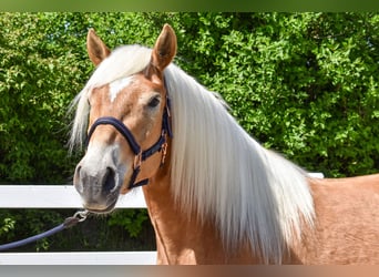 Haflinger, Mare, 5 years, 14,2 hh, Chestnut-Red