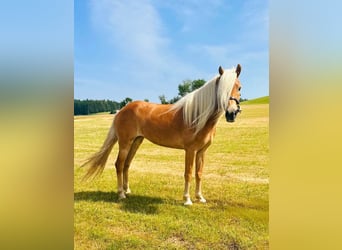Haflinger, Mare, 5 years, 14,2 hh, Chestnut-Red