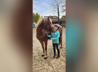 Haflinger Mix, Mare, 5 years, 14,2 hh, Chestnut-Red
