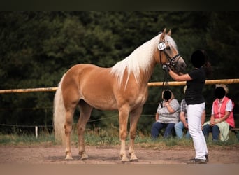 Haflinger, Mare, 5 years, 14,3 hh, Chestnut-Red