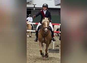 Haflinger, Mare, 5 years, 14,3 hh, Chestnut-Red