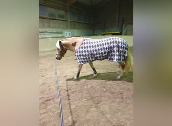 Haflinger, Mare, 5 years, 14,3 hh