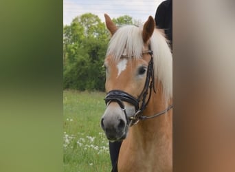 Haflinger, Mare, 5 years, 15.1 hh, Chestnut-Red